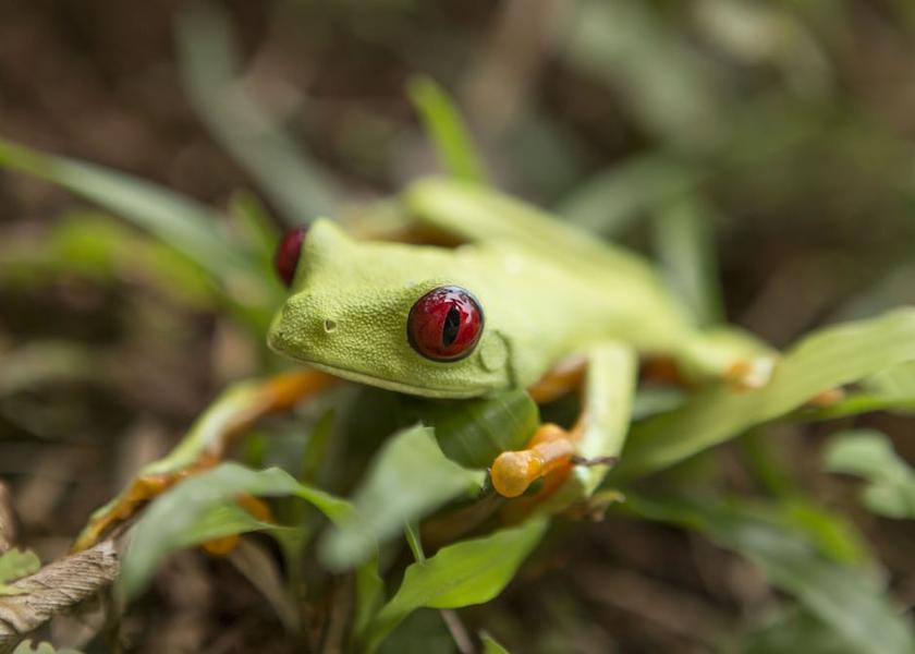 Puntarenas Province Ciudad Cortés Exterior Detail