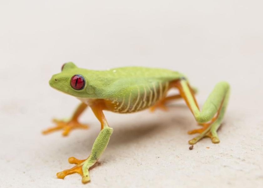 Puntarenas Province Ciudad Cortés View from Property