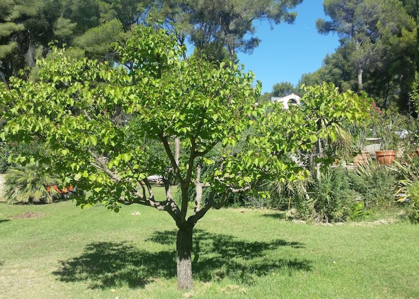 Provence - Alpes - Cote d'Azur La Ciotat Garden