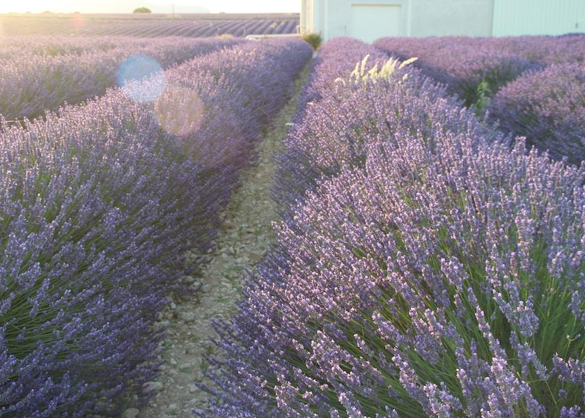 Provence - Alpes - Cote d'Azur Manosque Point of interest