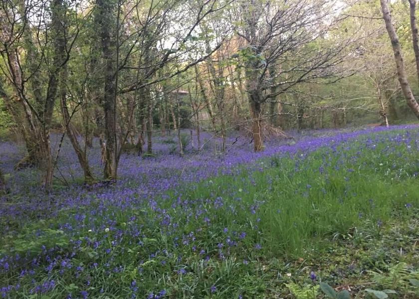 Wales Carmarthen Garden