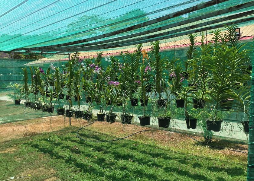 Kedah Langkawi Exterior Detail