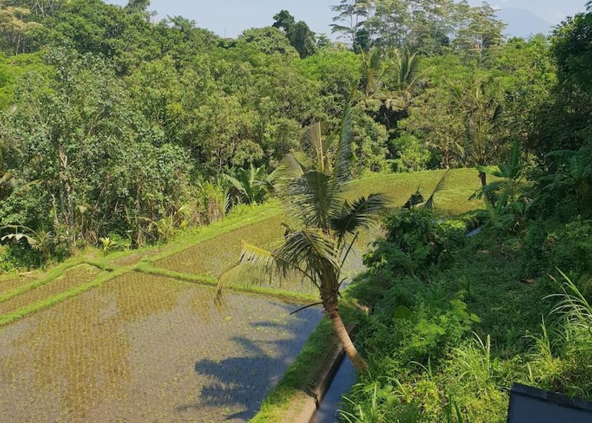Bali Tabanan View from Property
