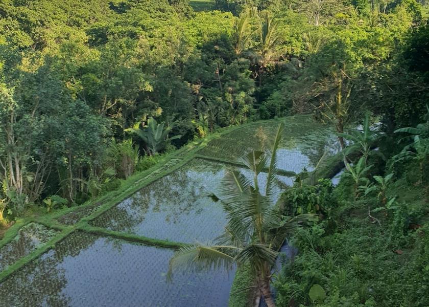 Bali Tabanan View from Property