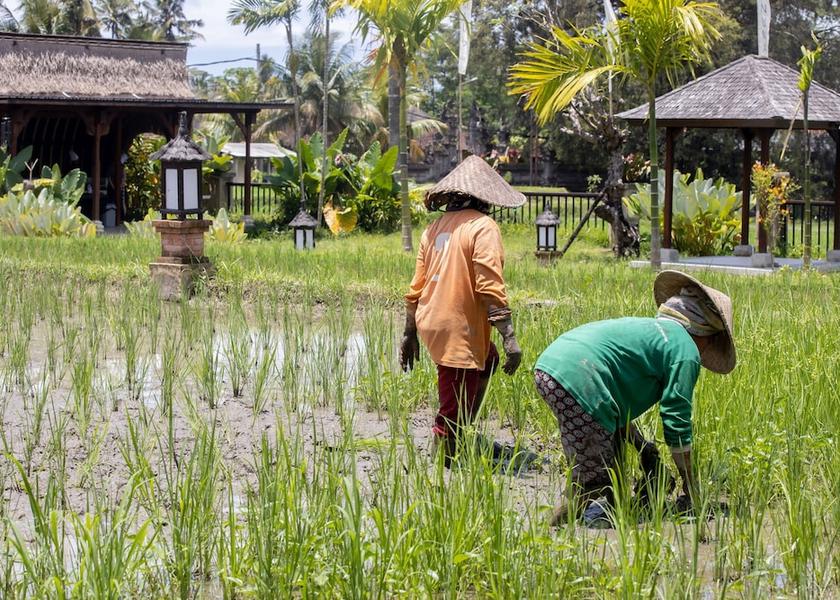 Bali Ubud Property Grounds