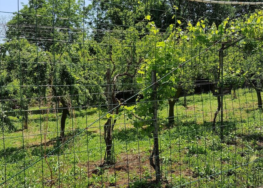 Campania Avellino Land View from Property