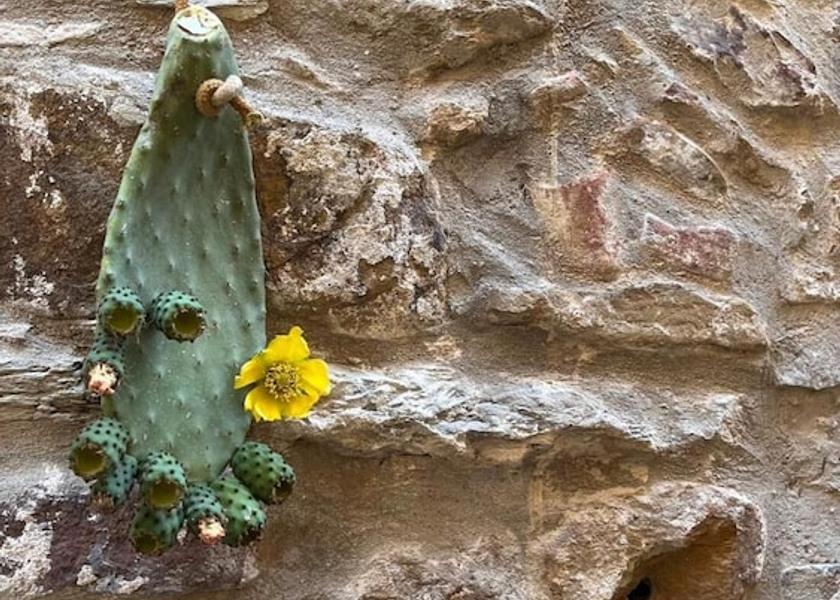 Campania Castellabate Entrance