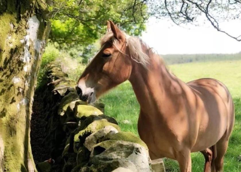 Scotland Newton Stewart Exterior Detail