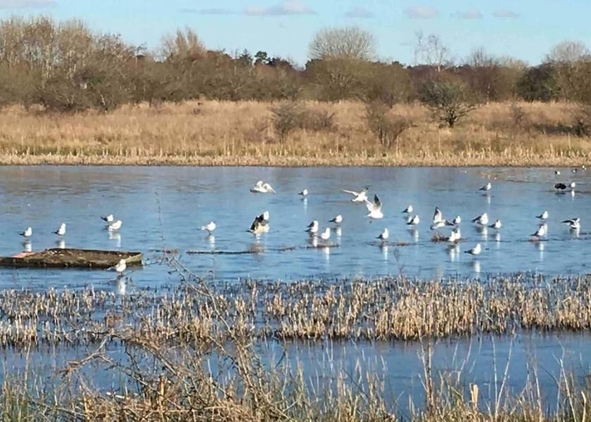 Scotland Wishaw Beach