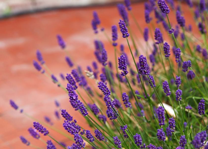 England Sheringham Interior Entrance