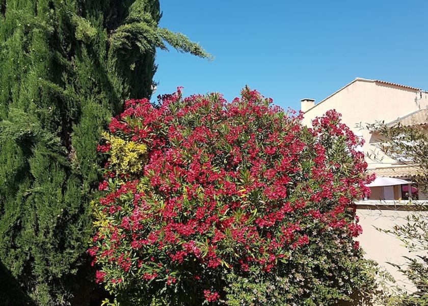 Occitanie Mauguio Garden
