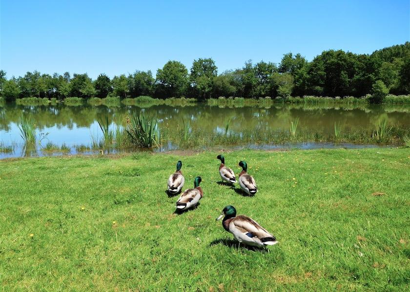 Pays de la Loire La Roche-sur-Yon Exterior Detail
