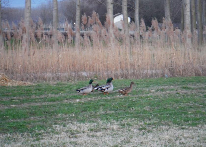Friuli-Venezia Giulia San Vito al Tagliamento Porch