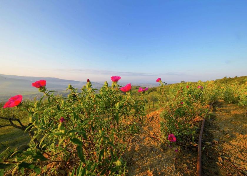 Tuscany Castiglion Fiorentino View from Property