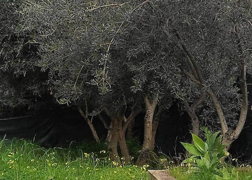 Sicily Altavilla Milicia Exterior Detail