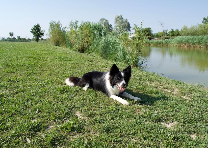 Veneto Jesolo Exterior Detail