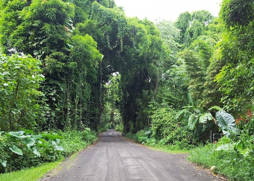Hawaii Pahoa Property Grounds