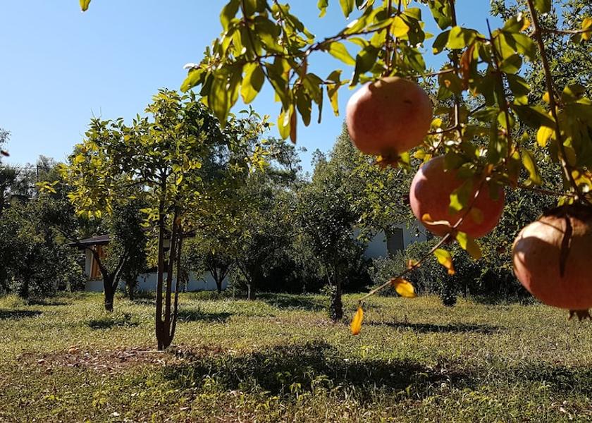 Calabria Isola di Capo Rizzuto Property Grounds