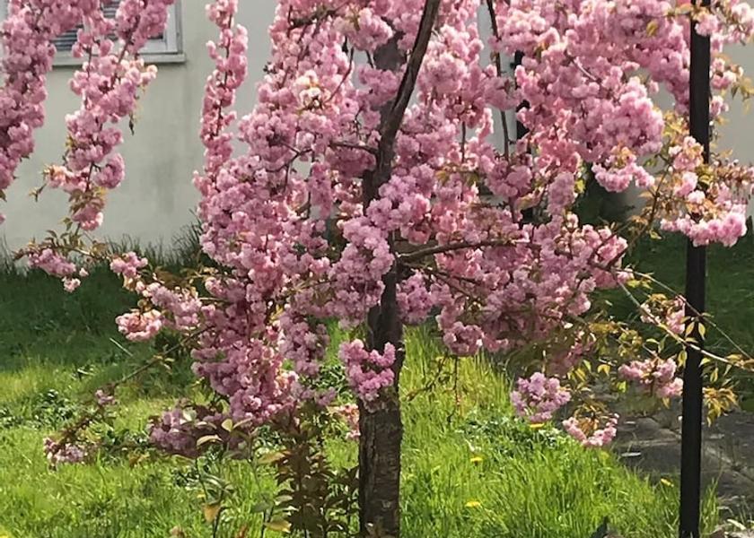 England Uxbridge Garden