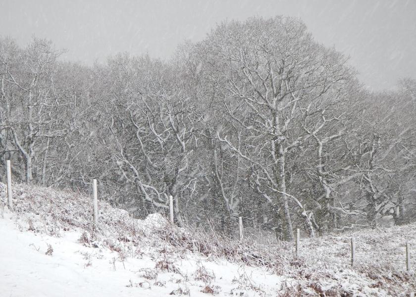Wales Rhayader Property Grounds