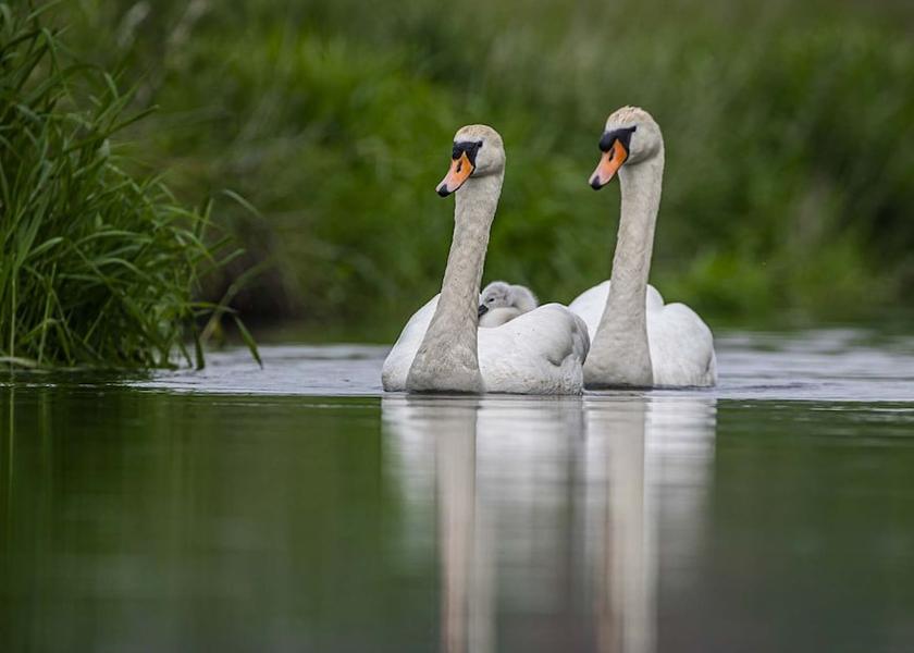 England Dereham Garden