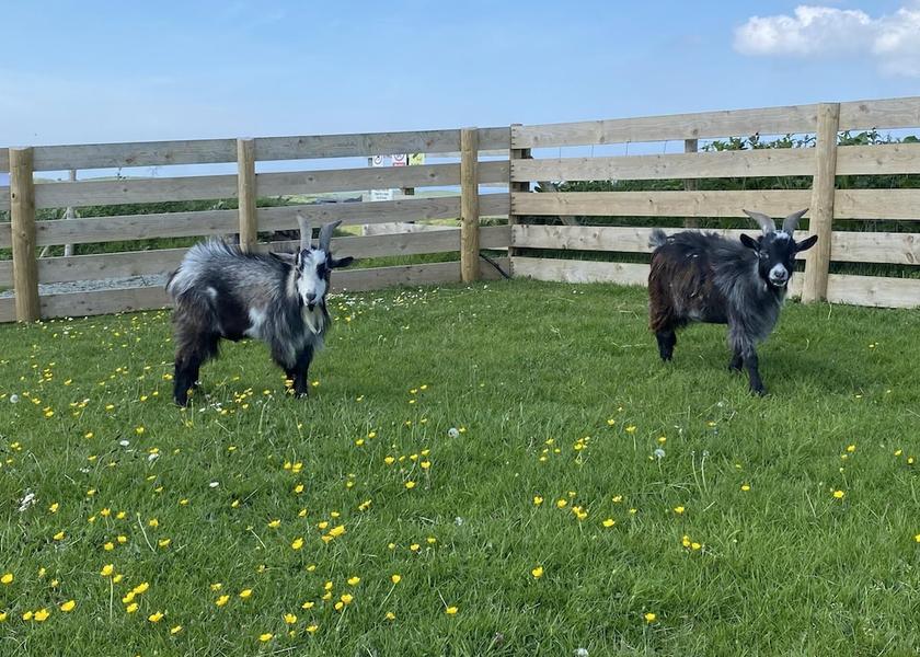 Wales Holyhead Property Grounds