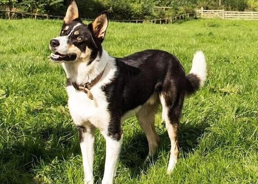 England Uttoxeter Property Grounds