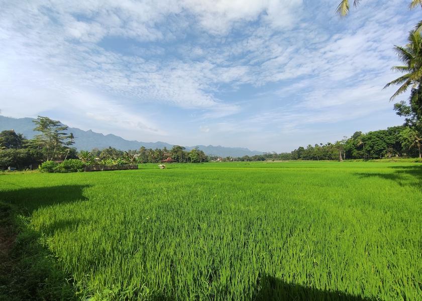  Borobudur Land View from Property