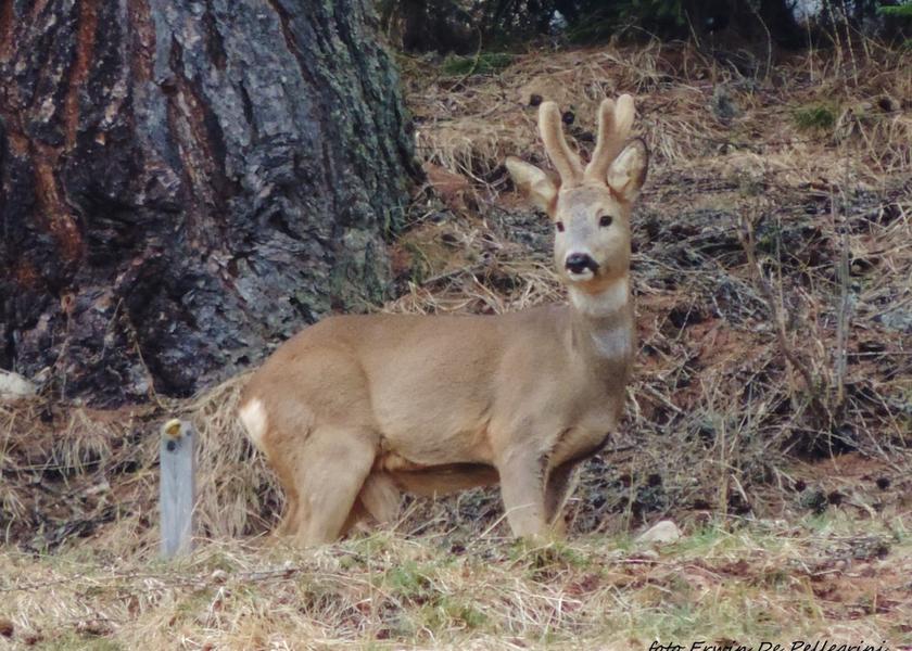 Veneto Falcade Exterior Detail