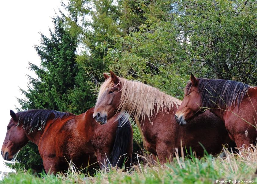 Veneto Falcade Exterior Detail