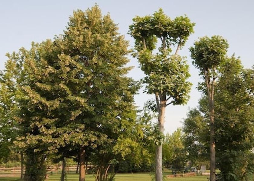 Lombardy Castiglione delle Stiviere Garden