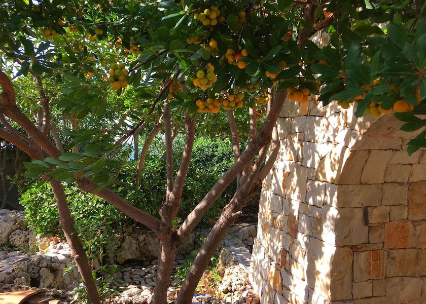 Puglia Racale Garden