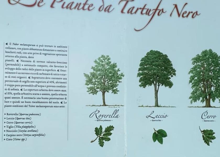 Piedmont Alba Exterior Detail