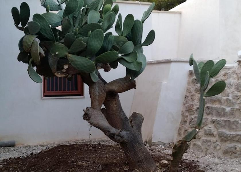 Puglia Ceglie Messapica Room