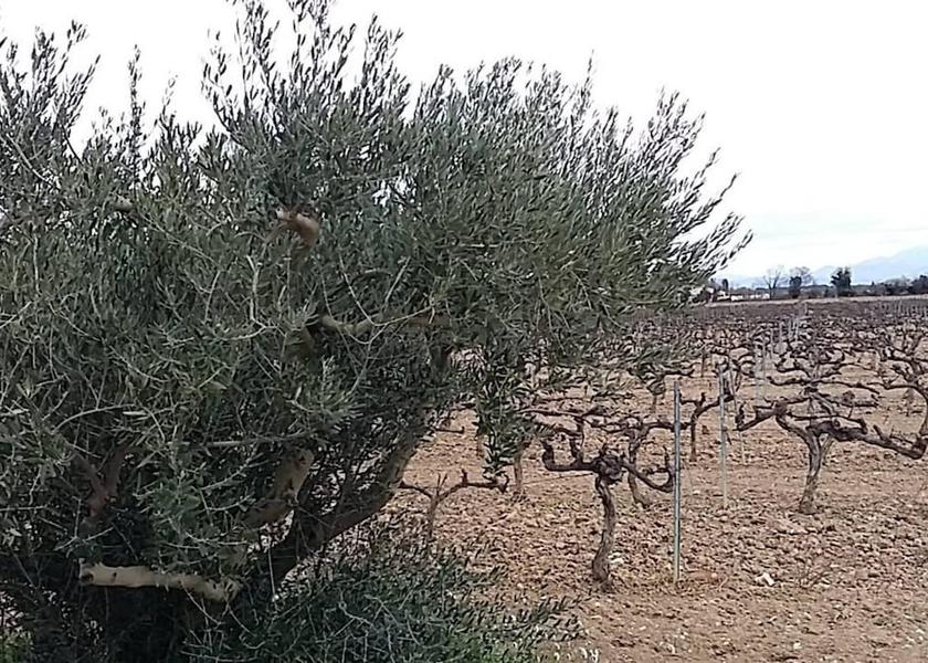 Provence - Alpes - Cote d'Azur Piolenc Land View from Property