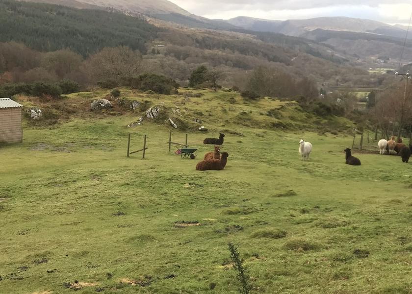 Wales Dolwyddelan Property Grounds