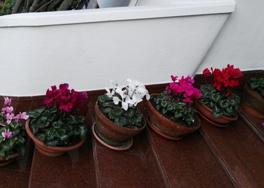 Puglia Trani Exterior Detail