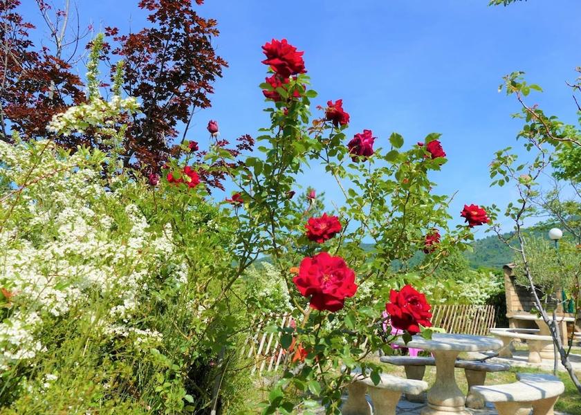 Provence - Alpes - Cote d'Azur Moustiers-Sainte-Marie Garden