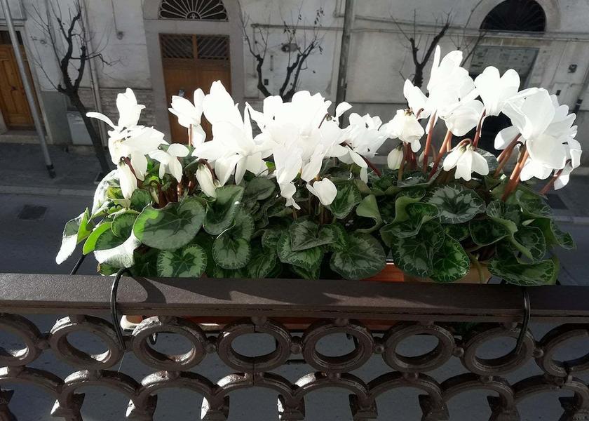 Puglia Canosa di Puglia Exterior Detail