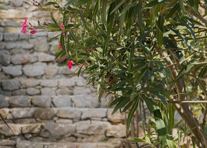 Provence-Alpes-Côte d'Azur Èze Garden