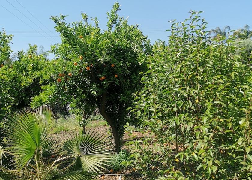 Sicily Paterno Exterior Detail