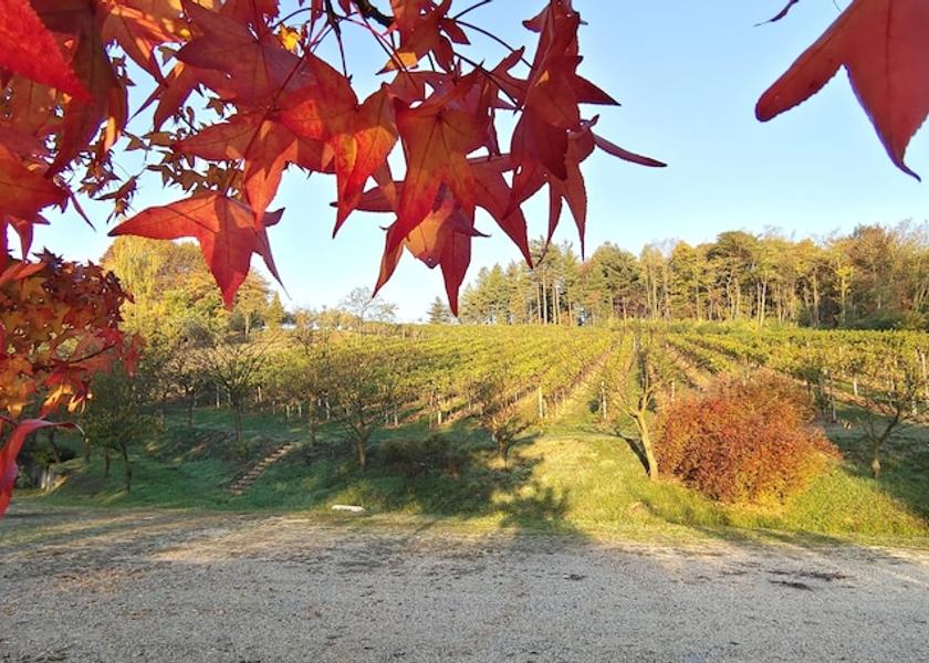 Veneto Giavera del Montello Exterior Detail