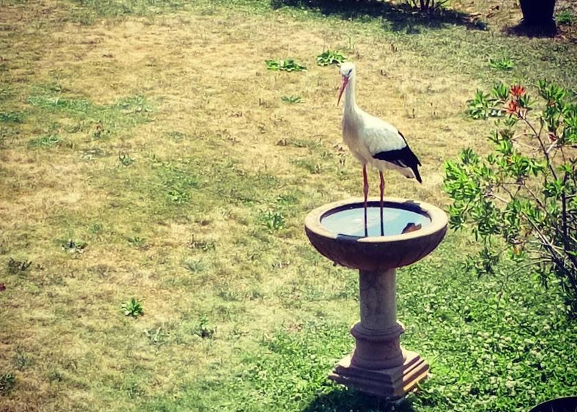 Grand Est Hunawihr Exterior Detail