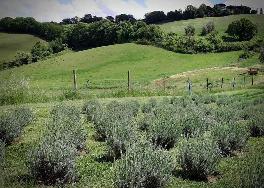 Lazio Bagnoregio Property Grounds