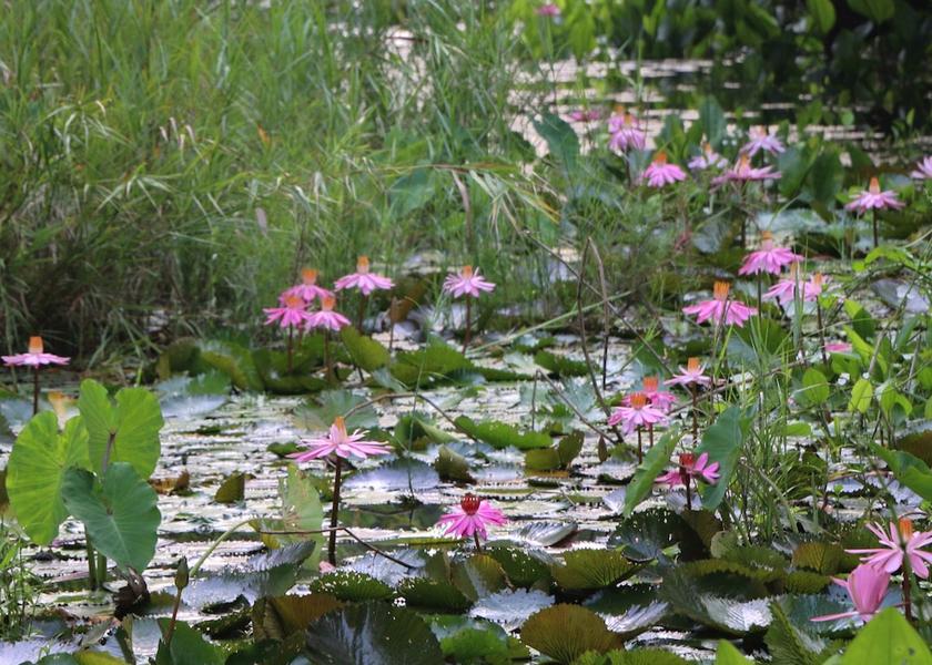 Phetchaburi Kaeng Krachan Garden