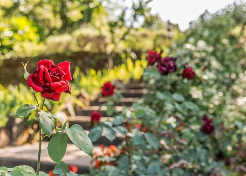 Tuscany Monterchi Garden