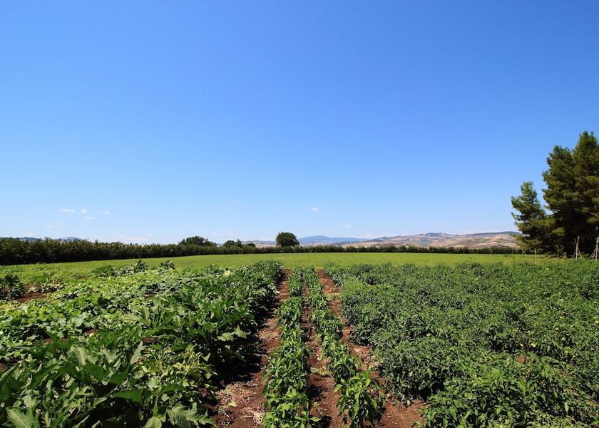 Molise Larino Property grounds
