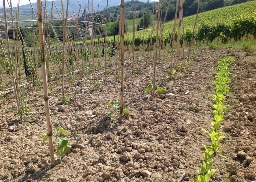 Marche Montalto Delle Marche Garden