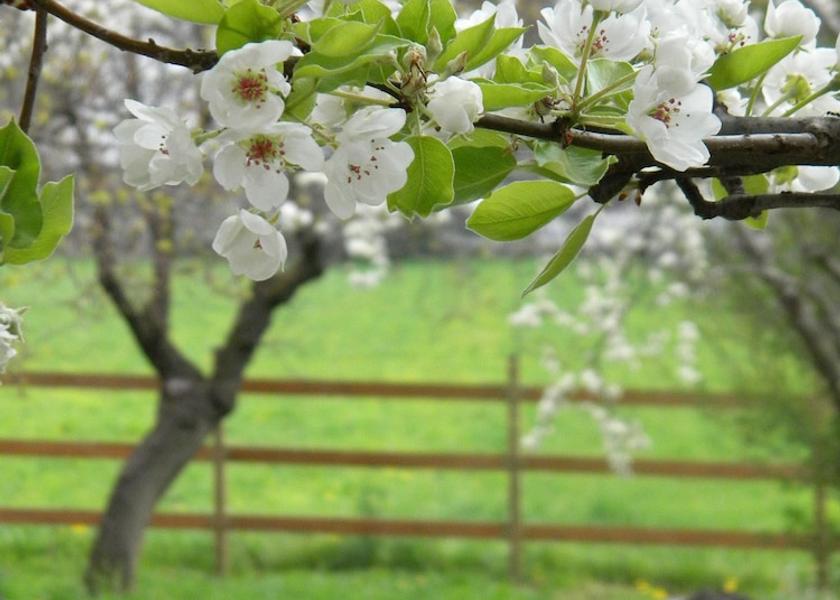 Piedmont Bruzolo Garden