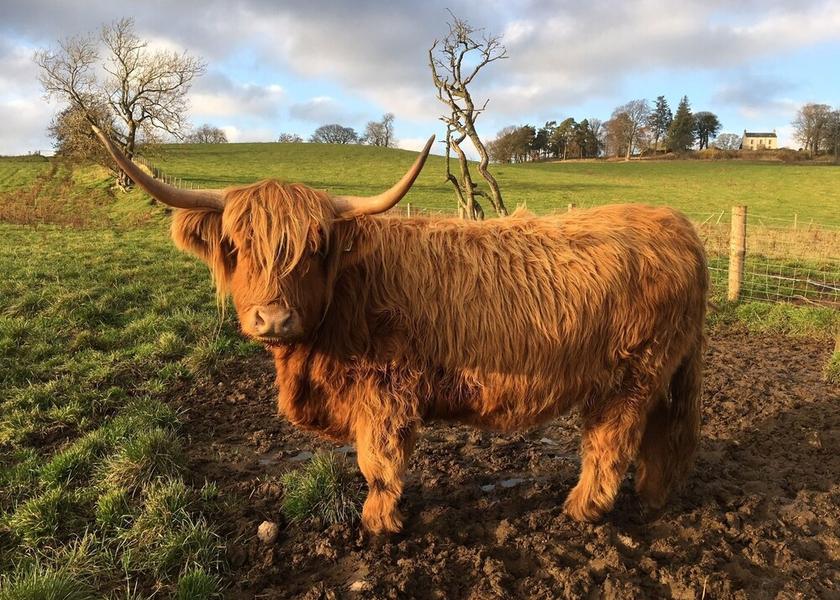 Scotland kirriemuir Exterior Detail